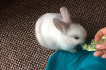 6 - 10 Week baby rabbit eating
