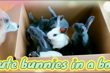 CUTE BUNNIES IN A BOX||TEMPORARY WHILE WE CLEAN THEIR HOME||