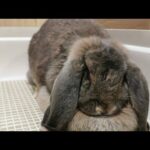 Tokki Club Weekly Cute Rabbit Video #15 - Giant French Lop