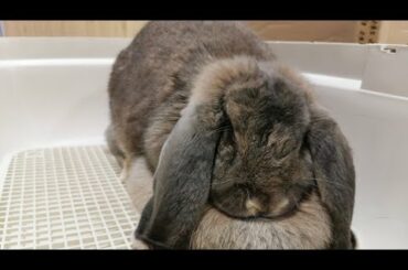 Tokki Club Weekly Cute Rabbit Video #15 - Giant French Lop