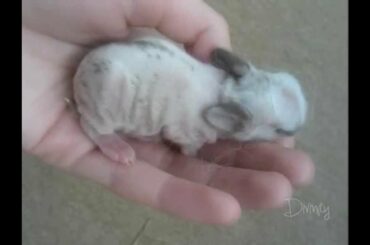 Baby rabbit 3 days old