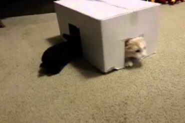 Baby rabbit chasing a cat.