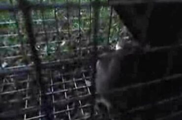 baby rabbit i caught in trap!