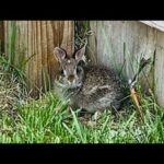 *CUTE* Baby Bunny in my Backyard (“MUST WATCH”)