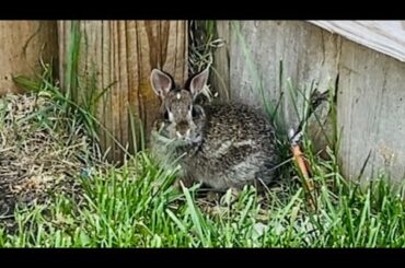 *CUTE* Baby Bunny in my Backyard (“MUST WATCH”)