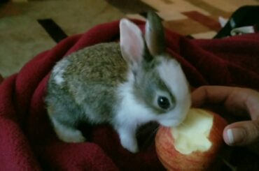 Baby bunny eating an apple