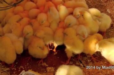 🐥  FLUFFY CHICKS & CUTE BUNNIES 2014