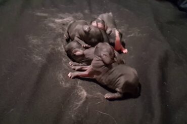 A Pile of Baby Bunny Cuteness