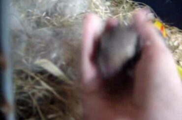 Baby Bunnies 6 Days Old