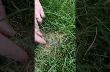Pulsating grass/baby bunnies