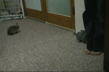 Cute baby netherland dwarf bunnies running and doi