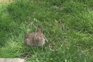 Cute Baby Bunny Eating Grass (STFU)