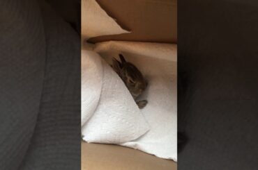 WE RESCUED A BABY BUNNY!!!🐰**SOOO CUTE**