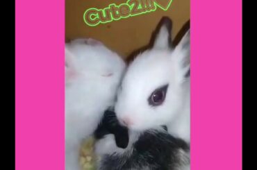 Super Cute Bunnies❤️❤️❤️