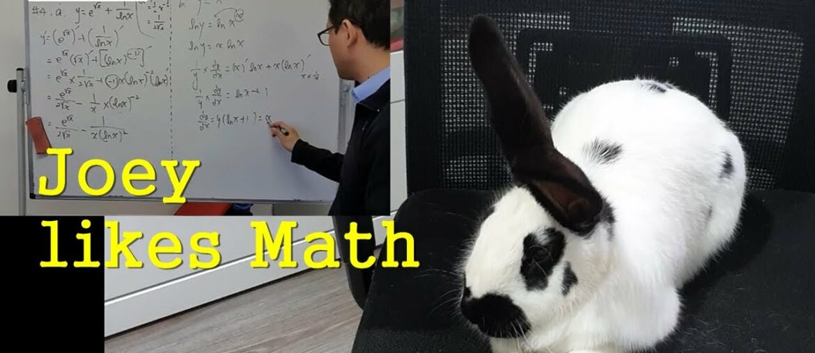 Joey likes Math, Sitting on the Chair! Rabbit Learns Math. Cute Bunny. FYI, I'm a Real Math Teacher.
