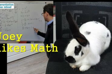 Joey likes Math, Sitting on the Chair! Rabbit Learns Math. Cute Bunny. FYI, I'm a Real Math Teacher.