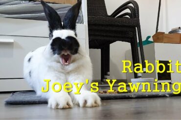 Rabbit, Joey's Yawning! Rabbit Learns Taking a Rest and Meditation. Cute Bunny, Eating and Relaxing.