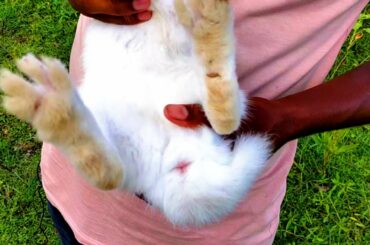 How to check your rabbit is a boy or girl hindi