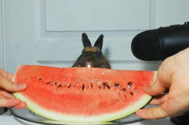🍉Rabbit Eating Watermelon ASMR Cute Bunny🐇