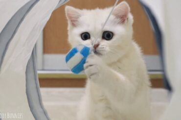 Baby bunny Neytiri plays in the maze with his friends   cats and kitten Coco Cute Kitten Cat  2020