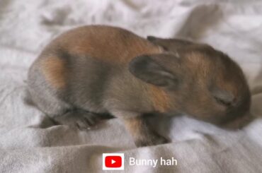 Baby Bunny open eyes
