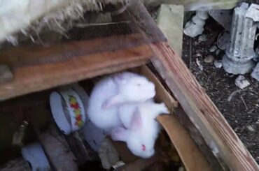 My baby rabbits