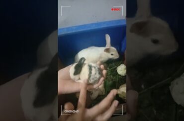 DAY 6 of Rabbit kits