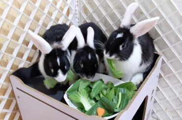 Tokki Club Weekly Cute Rabbit Video #16