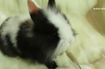 Baby Rabbit Eating | So Cute... | NOM..NOM NOM!! 🐰🐰