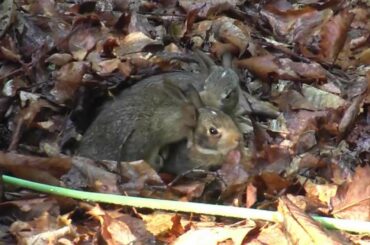 Baby bunnies in my backyard