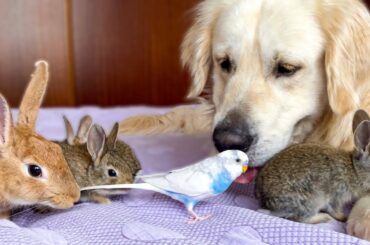 Funny Golden Retriever Loves His Cute Animal Friends