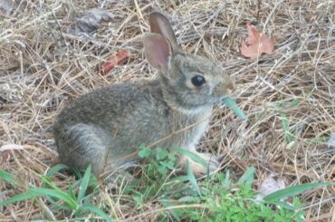 Up Close And Personal With A Rabbit