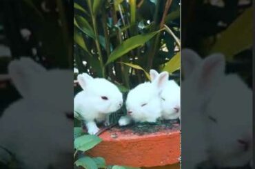 Cute Baby Bunnies