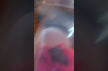 Baby bunny🐇 the dad ate the rest of the baby’s 😢 :(