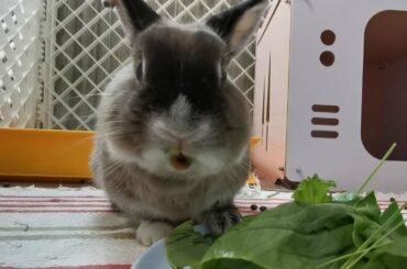 Tokki Club Weekly Cute Rabbit Video #17