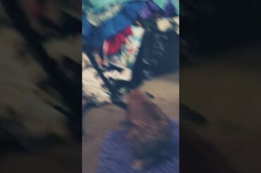 Cute baby bunny playing