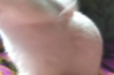 Cute Bunny playing 💙💙💚