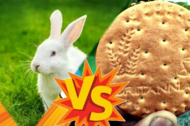 Rabbits Vs Biscuits // cute bunny //funny video //