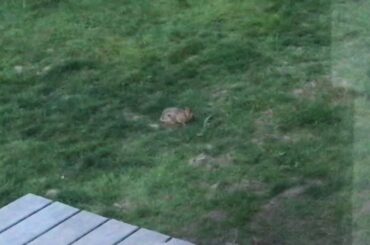 Baby rabbit eating grass and a dandelion.