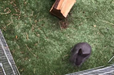 Cute little baby bunny’s🐰🐰🐰