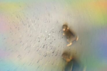 My friends and I found 3 newborn baby bunny! They r so cute! (Don’t mind my friends hand coming in!)