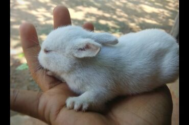 Rabbit funny video || Baby Rabbit || children || খড়গোশ || animal ||