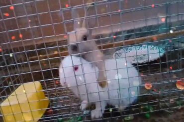 Cute baby rabbits.🤗🤗