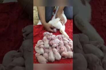 birth of a rabbit - many beautiful rabbits and three months later