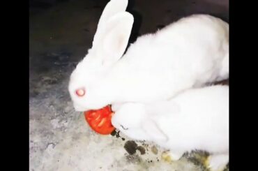 Rabbit eating together cute scene 😍