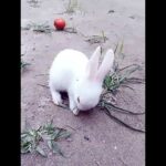 Cute rabbit baby eating Grass 🐰🐰🐰