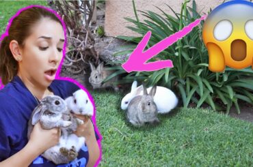 RESCUING BABY BUNNIES STUCK UNDER A HOUSE! 😱😭