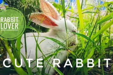 Unbelievable  cute  Rabbit time/She decorate her self💜💜