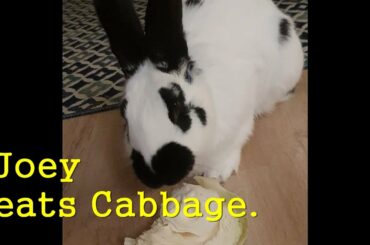 Sounds) Rabbit, Joey is eating Cabbage. Cute Bunny. 3 times repeated. Pet. Funny. Samsung Galaxy S10
