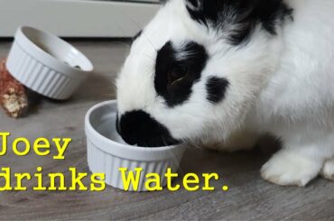 Sounds) Rabbit, Joey is Drinking Water. Cute Bunny. 3 times repeated. Pet. Funny. Samsung Galaxy S10